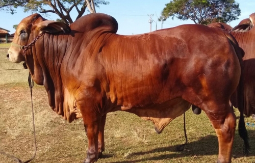 Fazenda Terra Verde