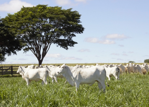 Fazenda Terra Verde