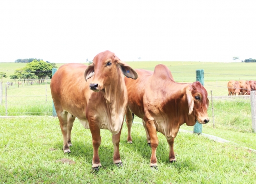Fazenda Terra Verde