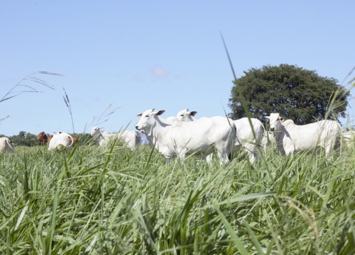 Fazenda Terra Verde