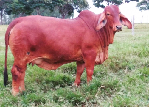 Fazenda Terra Verde