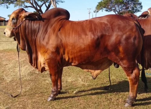 Fazenda Terra Verde