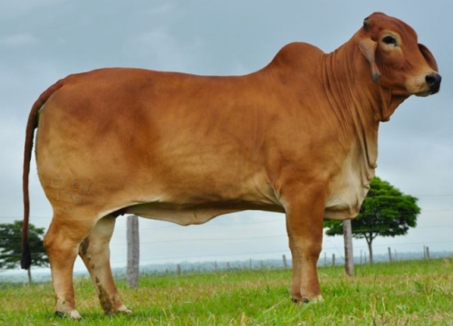 Brahman